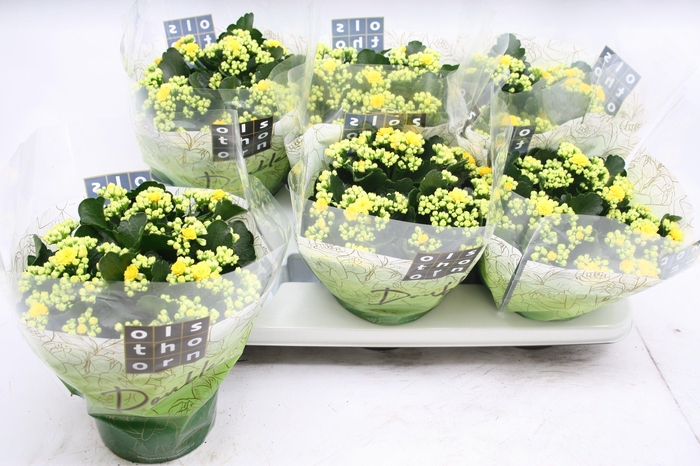 <h4>Gevuld 15 cm GEEL</h4>