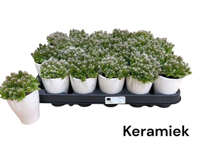 <h4>HYLOCEREUS UNDATUS</h4>