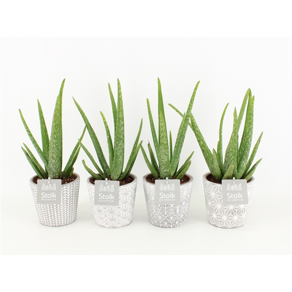 <h4>Aloe Vera in Star pot</h4>