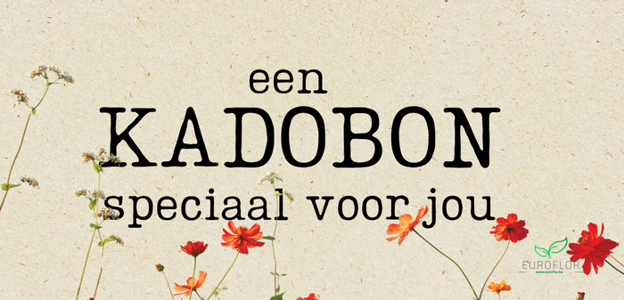 KADOBONNEN 10 pcs + 10 enveloppes