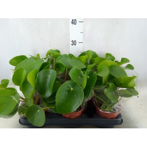 Pilea peperomoides