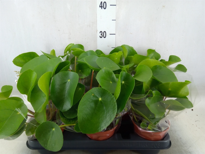 <h4>Pilea peperomoides</h4>