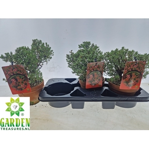BONSAI OV