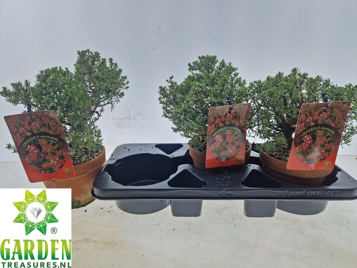 <h4>BONSAI OV</h4>
