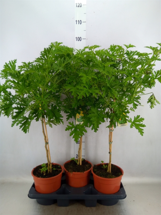 <h4>Pelargonium graveolens 'Lemon Tree'</h4>