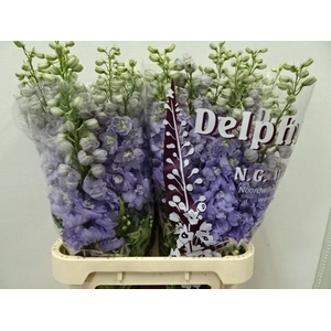 Delph Dewi Impresse Wigchert