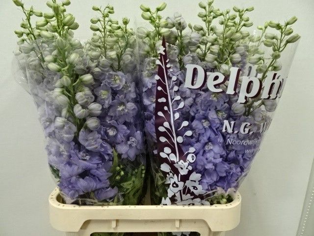 <h4>Delph Dewi Impresse Wigchert</h4>