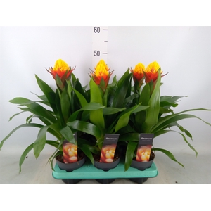 Guzmania   ...