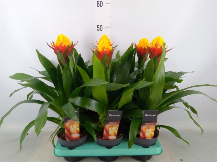 <h4>Guzmania   ...</h4>