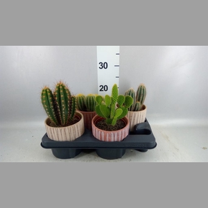 Cactus   ...