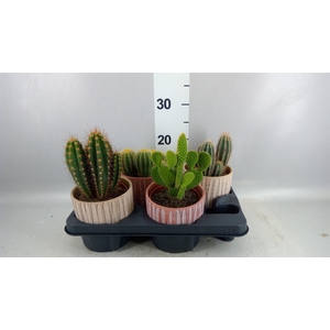 Cactus   ...
