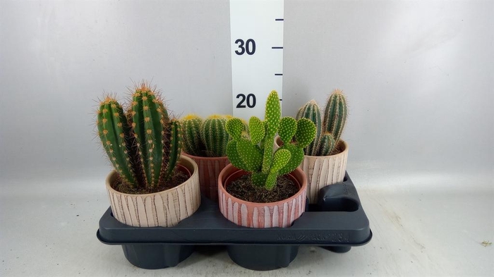 <h4>Cactus   ...</h4>