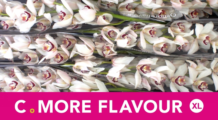 <h4>CYMB T MRS. ESMEE</h4>