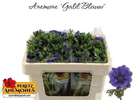 <h4>Anem Marianne Blue</h4>