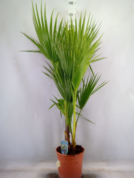<h4>Washingtonia filifera</h4>