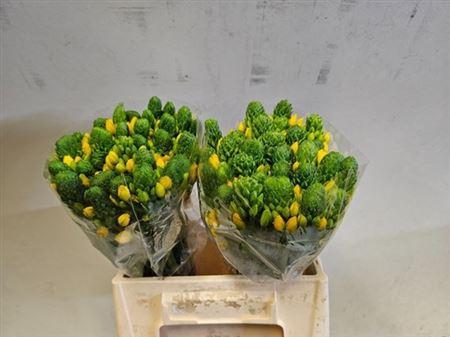 <h4>Ornit Db Yellow Asa</h4>