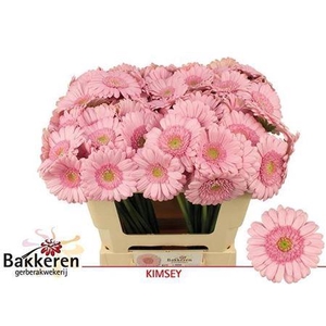 Gerbera mini Kimsey