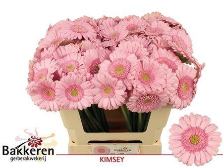 <h4>Ge Mi Kimsey</h4>