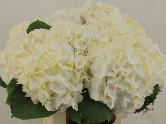 <h4>HYDR M CH WHI VERENA</h4>