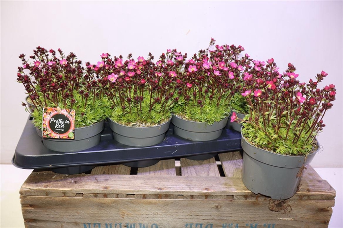 <h4>arr8 Saxif Arendsii</h4>