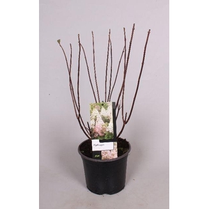 Hydrangea paniculata Candlelight 19 cm
