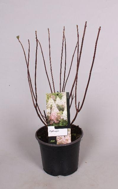 <h4>Hydrangea paniculata Candlelight 19 cm</h4>