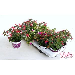 FUCHSIA B F GEM