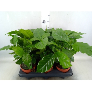 Coffea arabica