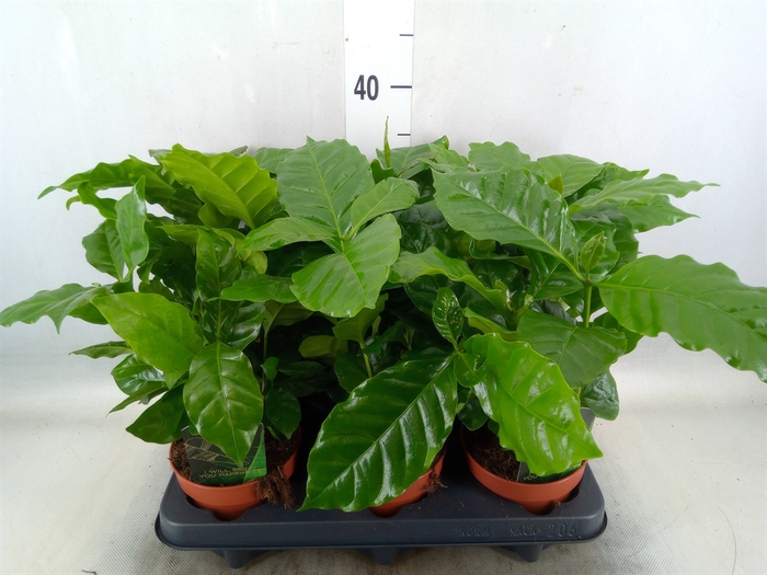 <h4>Coffea arabica</h4>