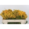 Kaaps Groen Lanug. yellow