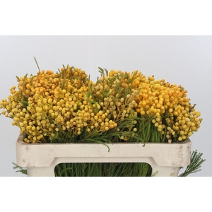 Kaaps Groen Lanug. yellow