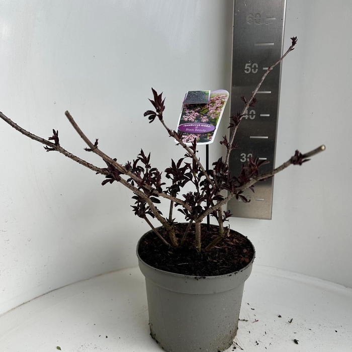 <h4>Sambucus nigra Black Beauty</h4>