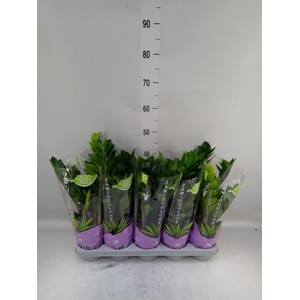 Zamioculcas zamiifolia