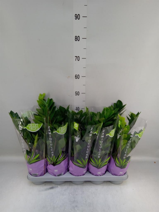 <h4>Zamioculcas zamiifolia</h4>