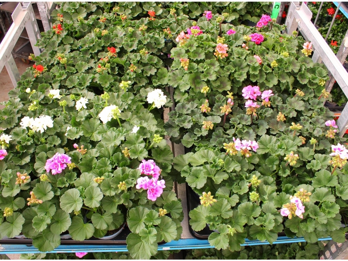 <h4>PEL ZON MIXK</h4>