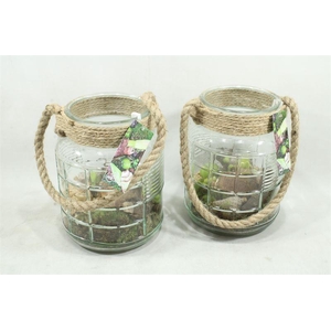 arr4 Amaryllis MBD71 - glas ruit