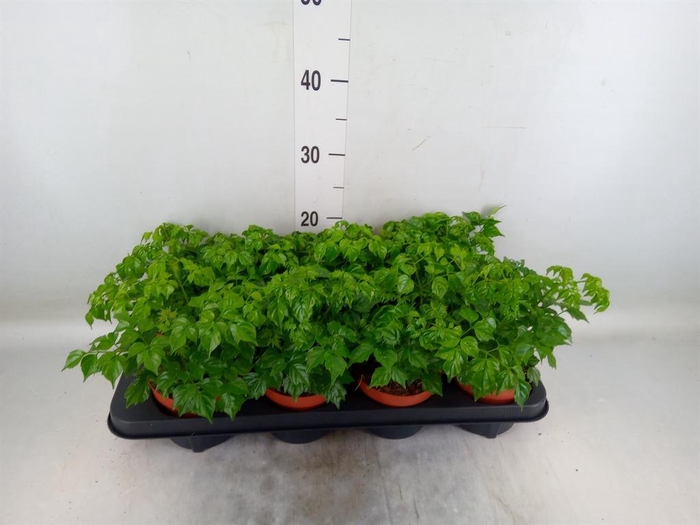 <h4>Radermachera sinica</h4>