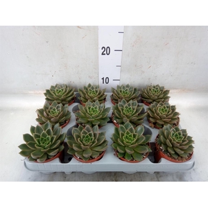 Echeveria   ...not flowering