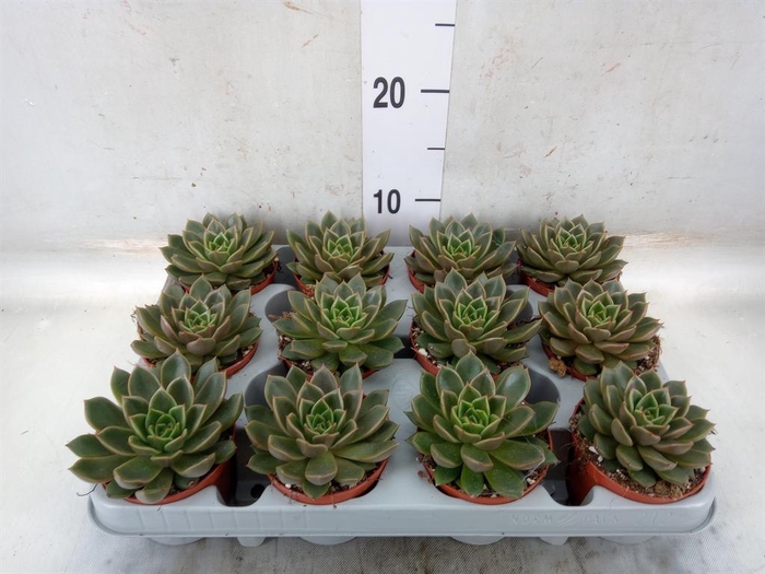 <h4>Echeveria   ...not flowering</h4>