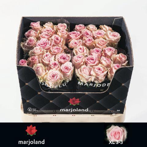 Rosa grootbloemig Sweet Dolomiti