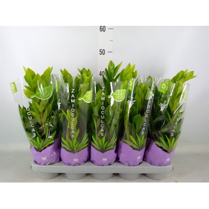 Zamioculcas zamiifolia