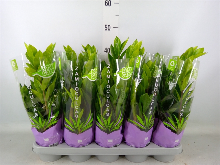 <h4>Zamioculcas zamiifolia</h4>