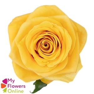 R Gr Bumble Bee Yellow 50cm EC