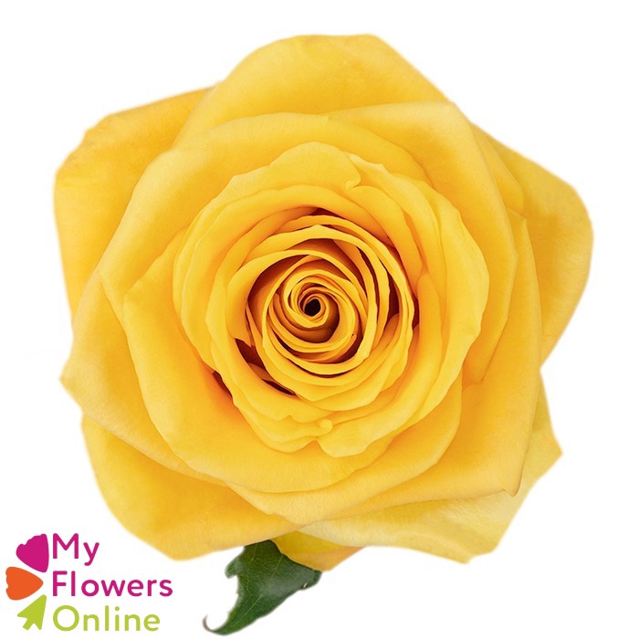 <h4>R Gr Bumble Bee Yellow 50cm EC</h4>