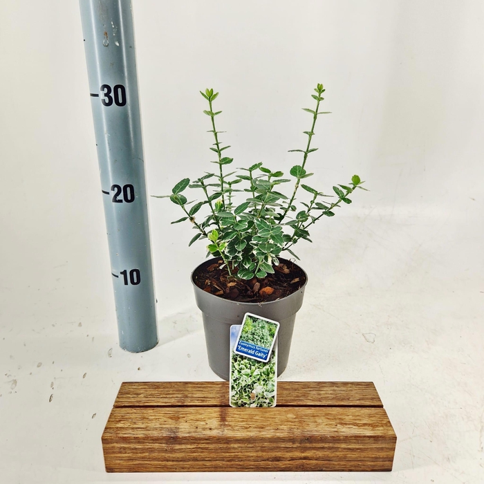 <h4>Euonymus fort. 'Emerald Gaiety'</h4>