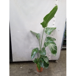 Strelitzia nicolai