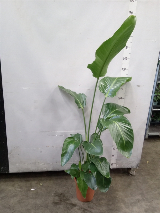 <h4>Strelitzia nicolai</h4>