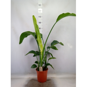 Strelitzia nicolai