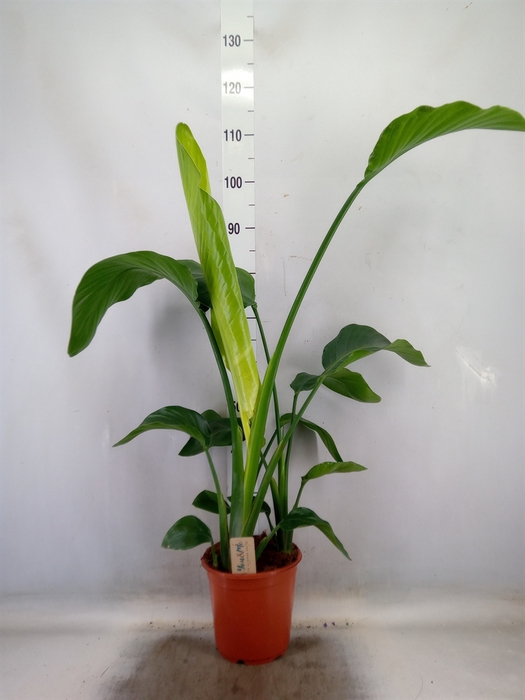 <h4>Strelitzia nicolai</h4>