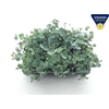 arr8 Sedum Sieboldii